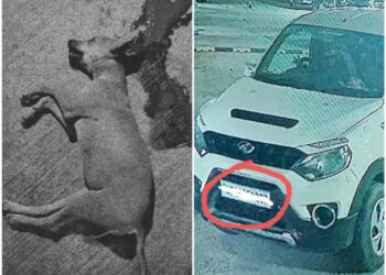 नंदग्रामः ऑफिसर सिटी-2 में कार ने सो रहे कुत्ते को कुचला, गाड़ी मालिक पर FIR दर्ज