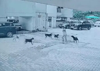 राजनगर एक्सटेंशनः कुत्ते मासूम को झपट्टा मारकर खींचते रहे, डिलीवरी बाॅय ने आकर बचाई जान